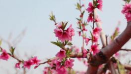 人間四月芳菲盡，桃花朵朵映中聯(lián)！