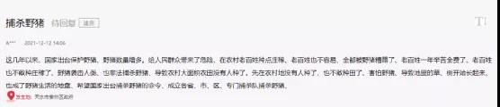 海螺突遇“棘手”問題！ 野豬集體來“做客”！